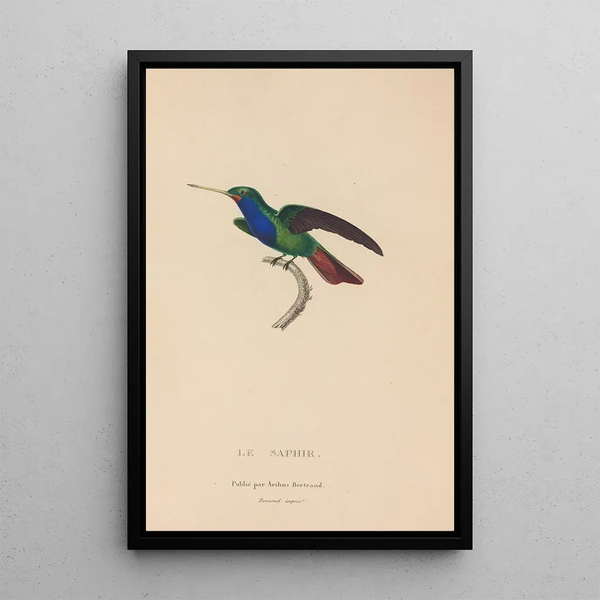 Histoire naturelle des oiseaux-mouches Pl56 - René Primevère Lesson — ingelijst kunstwerk aan de muur