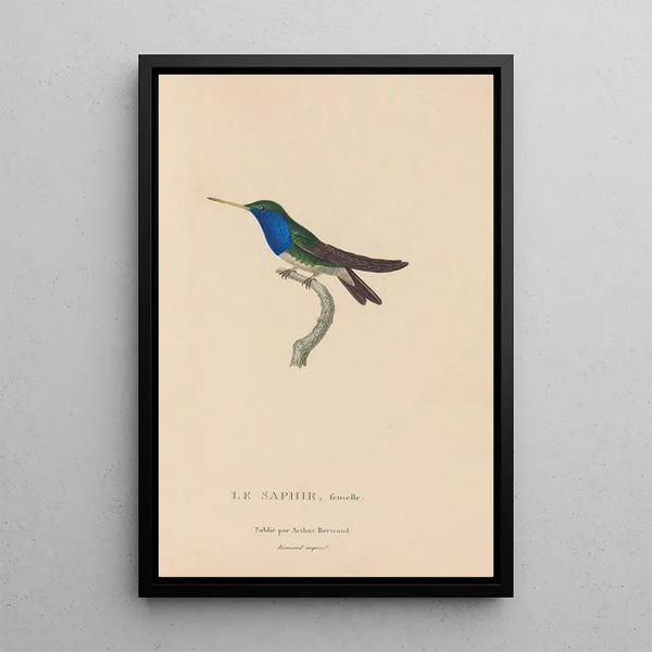 Histoire naturelle des oiseaux-mouches Pl57 - René Primevère Lesson — ingelijst kunstwerk aan de muur
