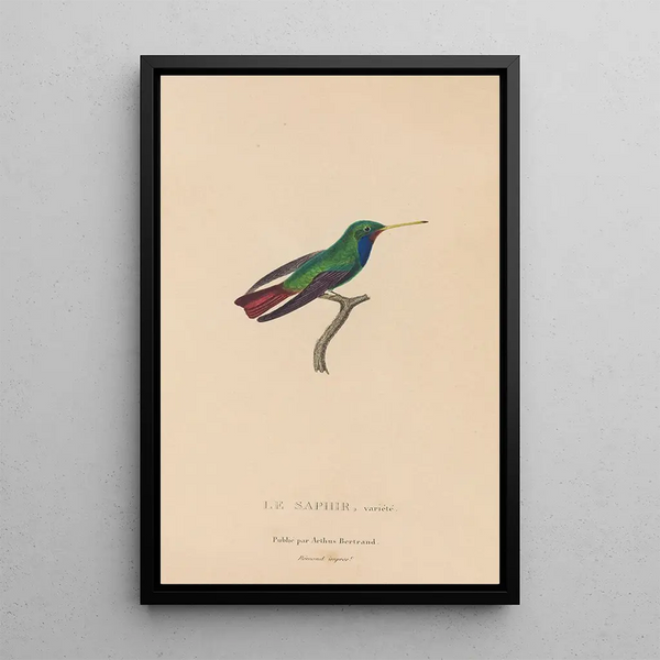 Histoire naturelle des oiseaux-mouches Pl58 - René Primevère Lesson — ingelijst kunstwerk aan de muur