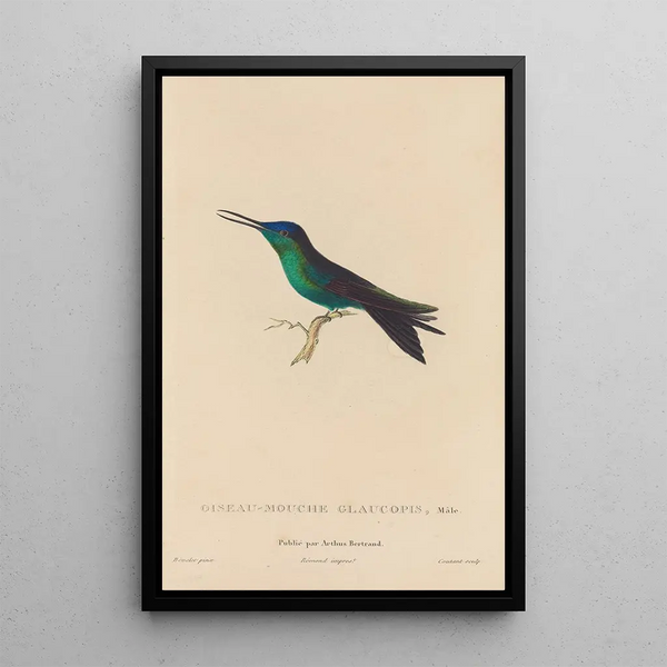Histoire naturelle des oiseaux-mouches Pl59 - René Primevère Lesson — ingelijst kunstwerk aan de muur