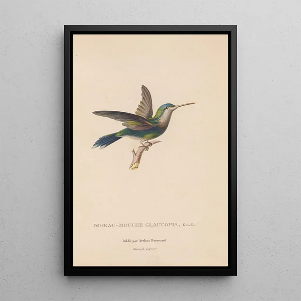 Histoire naturelle des oiseaux-mouches Pl60 - René Primevère Lesson — ingelijst kunstwerk aan de muur