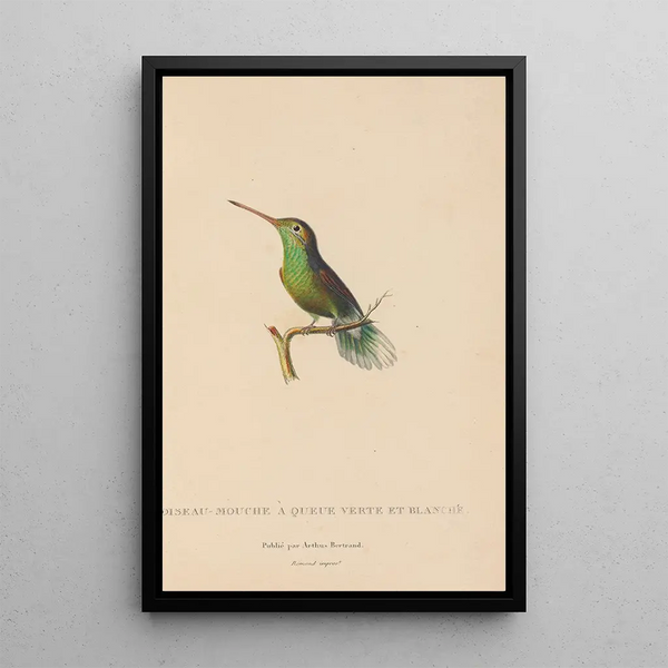 Histoire naturelle des oiseaux-mouches Pl61 - René Primevère Lesson — ingelijst kunstwerk aan de muur
