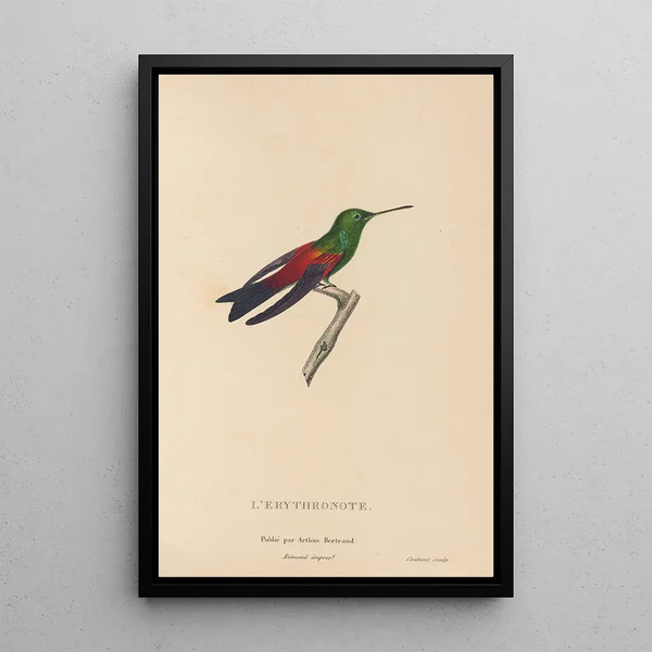Histoire naturelle des oiseaux-mouches Pl62 - René Primevère Lesson — ingelijst kunstwerk aan de muur