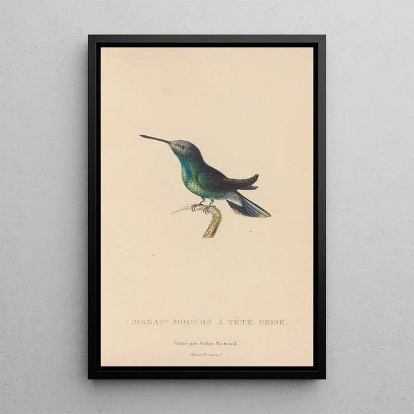 Histoire naturelle des oiseaux-mouches Pl63 - René Primevère Lesson — ingelijst kunstwerk aan de muur