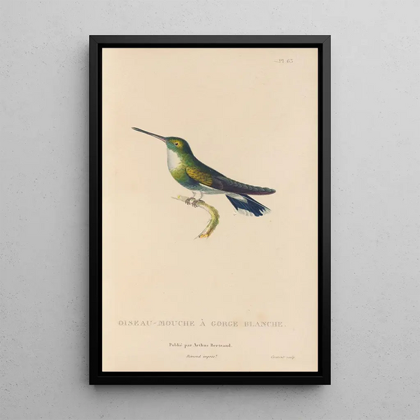 Histoire naturelle des oiseaux-mouches Pl64 - René Primevère Lesson — ingelijst kunstwerk aan de muur