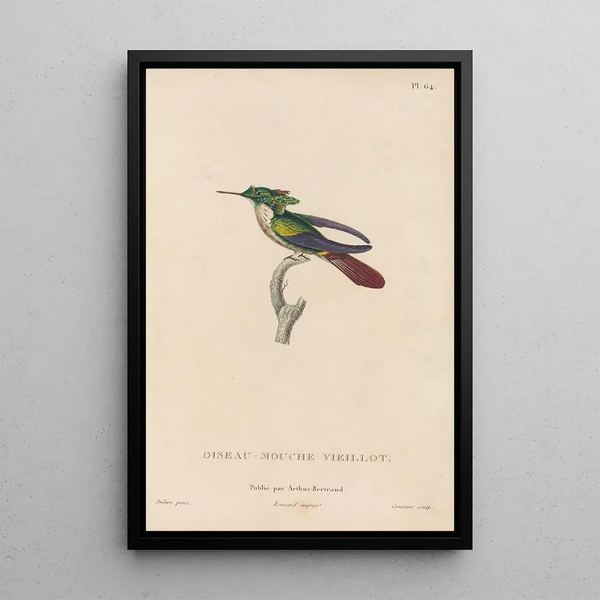 Histoire naturelle des oiseaux-mouches Pl65 - René Primevère Lesson — ingelijst kunstwerk aan de muur
