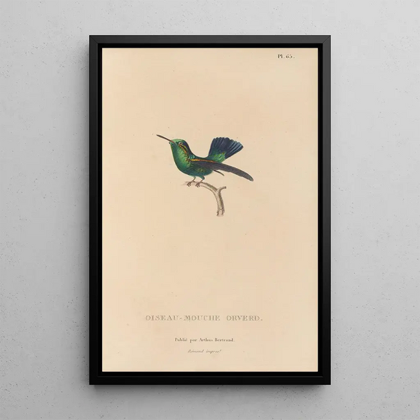 Histoire naturelle des oiseaux-mouches Pl66 - René Primevère Lesson — ingelijst kunstwerk aan de muur