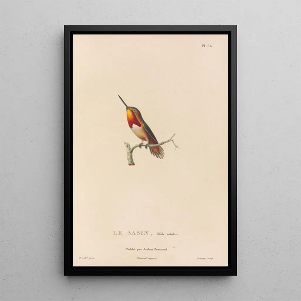 Histoire naturelle des oiseaux-mouches Pl67 - René Primevère Lesson — ingelijst kunstwerk aan de muur