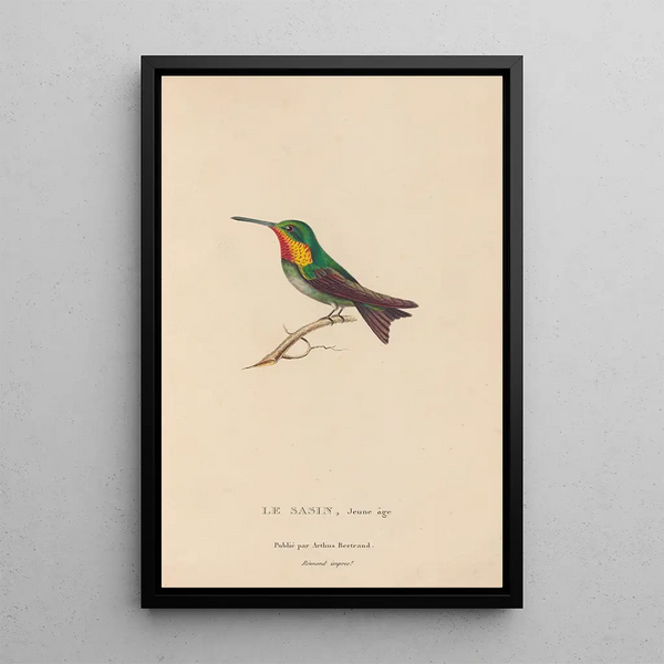 Histoire naturelle des oiseaux-mouches Pl68 - René Primevère Lesson — ingelijst kunstwerk aan de muur