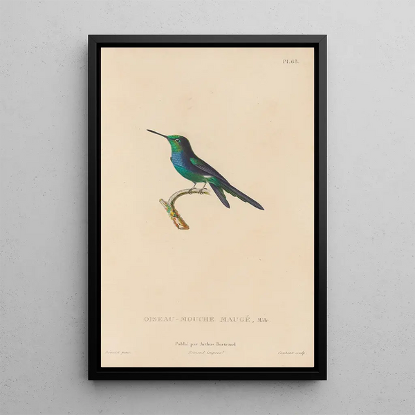 Histoire naturelle des oiseaux-mouches Pl69 - René Primevère Lesson — ingelijst kunstwerk aan de muur