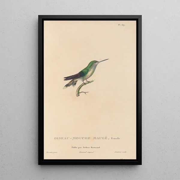 Histoire naturelle des oiseaux-mouches Pl70 - René Primevère Lesson — ingelijst kunstwerk aan de muur
