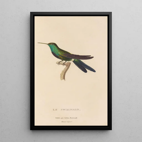 Histoire naturelle des oiseaux-mouches Pl71 - René Primevère Lesson — ingelijst kunstwerk aan de muur
