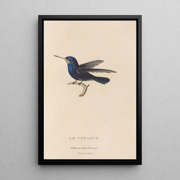 Histoire naturelle des oiseaux-mouches Pl72 - René Primevère Lesson — ingelijst kunstwerk aan de muur