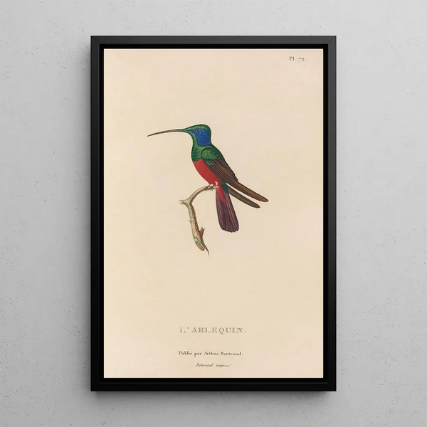Histoire naturelle des oiseaux-mouches Pl73 - René Primevère Lesson — ingelijst kunstwerk aan de muur