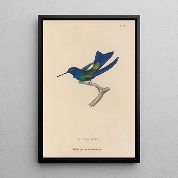 Histoire naturelle des oiseaux-mouches Pl74 - René Primevère Lesson — ingelijst kunstwerk aan de muur