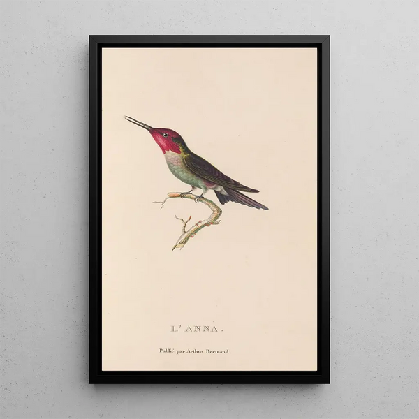 Histoire naturelle des oiseaux-mouches Pl75 - René Primevère Lesson — ingelijst kunstwerk aan de muur