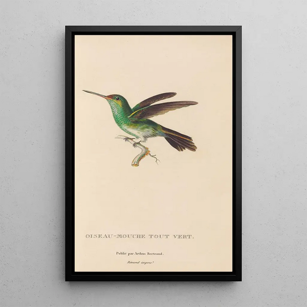 Histoire naturelle des oiseaux-mouches Pl76 - René Primevère Lesson — ingelijst kunstwerk aan de muur