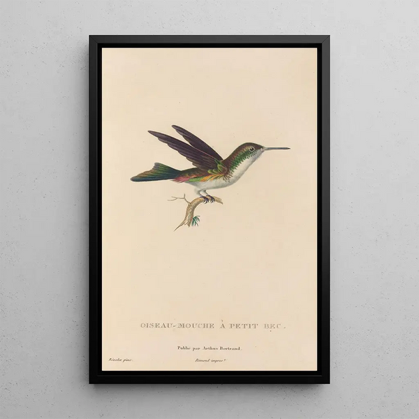 Histoire naturelle des oiseaux-mouches Pl78 - René Primevère Lesson — ingelijst kunstwerk aan de muur