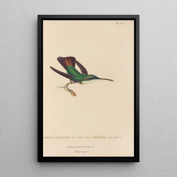 Histoire naturelle des oiseaux-mouches Pl79 - René Primevère Lesson — ingelijst kunstwerk aan de muur