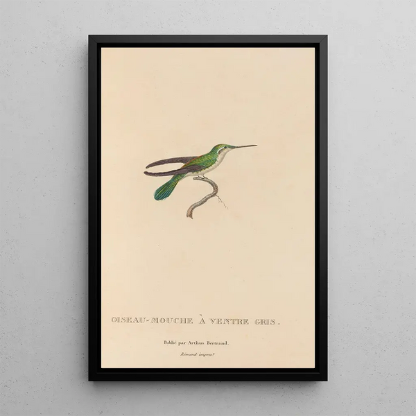 Histoire naturelle des oiseaux-mouches Pl80 - René Primevère Lesson — ingelijst kunstwerk aan de muur