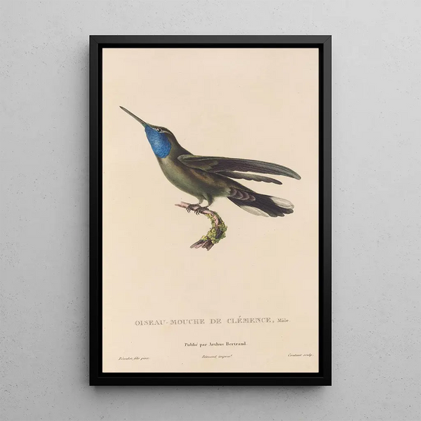 Histoire naturelle des oiseaux-mouches Pl81 - René Primevère Lesson — ingelijst kunstwerk aan de muur