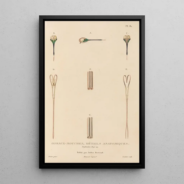 Histoire naturelle des oiseaux-mouches Pl82 - René Primevère Lesson — ingelijst kunstwerk aan de muur