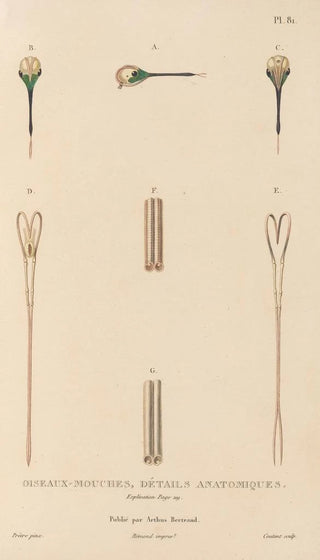 RenPrimevre Lesson - Histoire naturelle des oiseauxmouches Pl82.webp