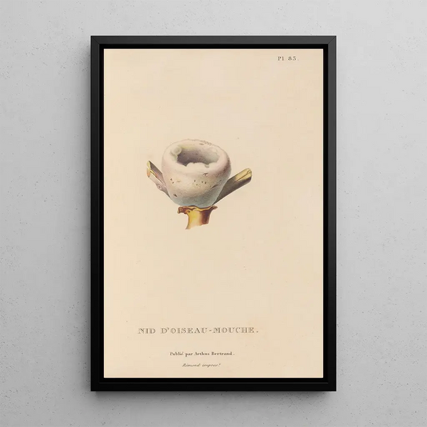 Histoire naturelle des oiseaux-mouches Pl84 - René Primevère Lesson — ingelijst kunstwerk aan de muur