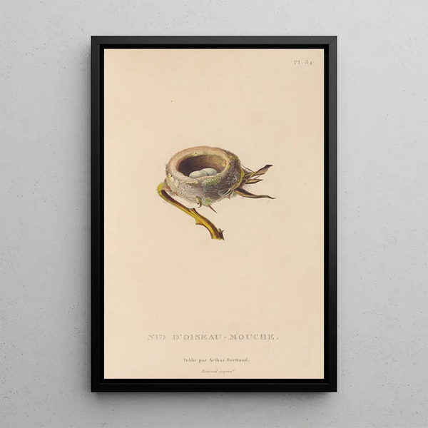 Histoire naturelle des oiseaux-mouches Pl85 - René Primevère Lesson — ingelijst kunstwerk aan de muur
