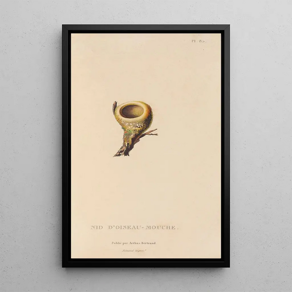 Histoire naturelle des oiseaux-mouches Pl86 - René Primevère Lesson — ingelijst kunstwerk aan de muur