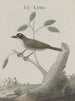 Natuurhistorie van Saint-Domingue Pl011 - René de Rabi — weergave van het kunstwerk