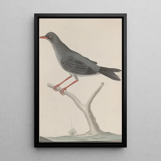 Ren de Rabi - Natural history of Saint Domingue Pl023.webp