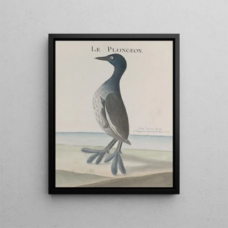 Ren de Rabi - Natural history of Saint Domingue Pl035.webp