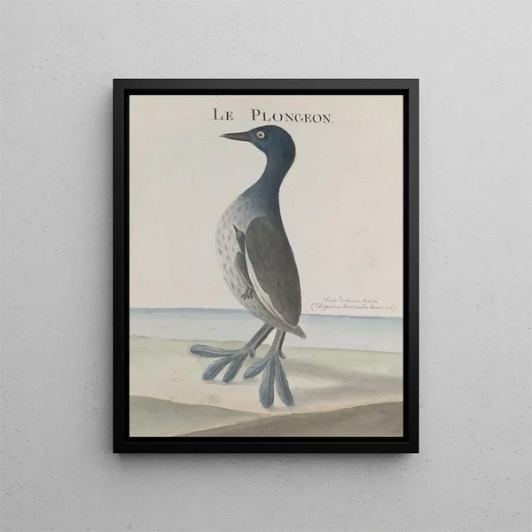 Ren de Rabi - Natural history of Saint Domingue Pl035.webp