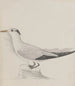 Natuurhistorie van Saint-Domingue Pl038 - René de Rabi — weergave van het kunstwerk