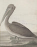 Natuurhistorie van Saint-Domingue Pl040 - René de Rabi — weergave van het kunstwerk