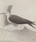 Histoire naturelle de Saint-Domingue Pl041 - René de Rabi — weergave van het kunstwerk