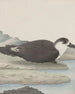 Natuurhistorie van Saint-Domingue Pl042 - René de Rabi — weergave van het kunstwerk