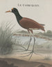 Natuurhistorie van Saint-Domingue Pl044 - René de Rabi — weergave van het kunstwerk