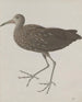 Natuurhistorie van Saint-Domingue Pl045 - René de Rabi — weergave van het kunstwerk