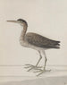 Natuurhistorie van Saint-Domingue Pl046 - René de Rabi — weergave van het kunstwerk