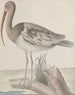 Natuurhistorie van Saint-Domingue Pl047 - René de Rabi — weergave van het kunstwerk