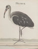 Natuurhistorie van Saint-Domingue Pl049 - René de Rabi — weergave van het kunstwerk
