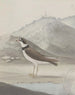 Natuurhistorie van Saint-Domingue Pl050 - René de Rabi — weergave van het kunstwerk