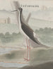 Natuurhistorie van Saint-Domingue Pl052 - René de Rabi — weergave van het kunstwerk