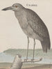 Natuurhistorie van Saint-Domingue Pl053 - René de Rabi — weergave van het kunstwerk