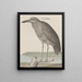 Natuurhistorie van Saint-Domingue Pl053 - René de Rabi — ingelijst kunstwerk aan de muur