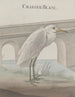 Natuurhistorie van Saint-Domingue Pl054 - René de Rabi — weergave van het kunstwerk