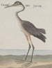 Natuurhistorie van Saint-Domingue Pl055 - René de Rabi — weergave van het kunstwerk