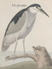 Natuurhistorie van Saint-Domingue Pl057 - René de Rabi — weergave van het kunstwerk